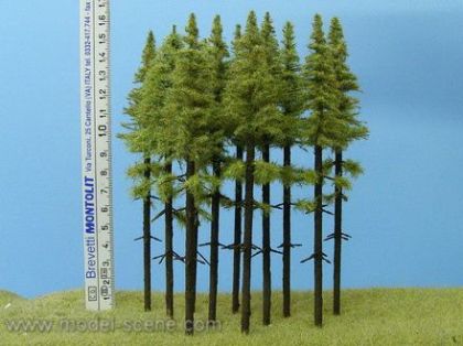 Modřín , vysoký kmen 140-160 mm