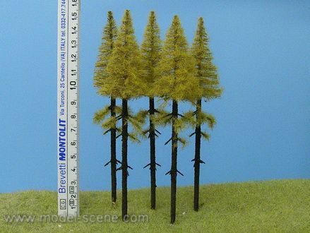 Modřín podzimní, vysoký kmen 140-160 mm