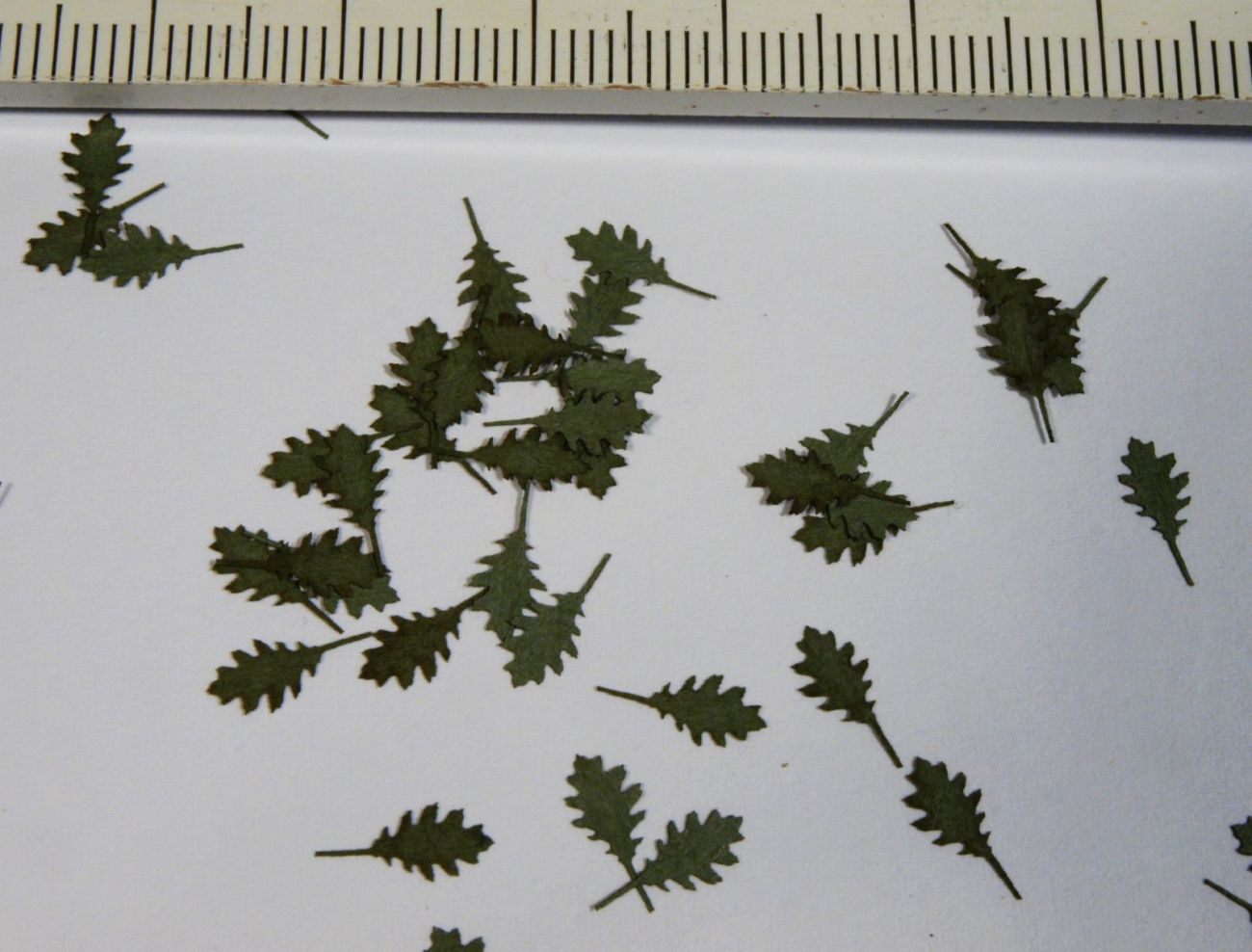 1:35 Dub červený - zelené listí