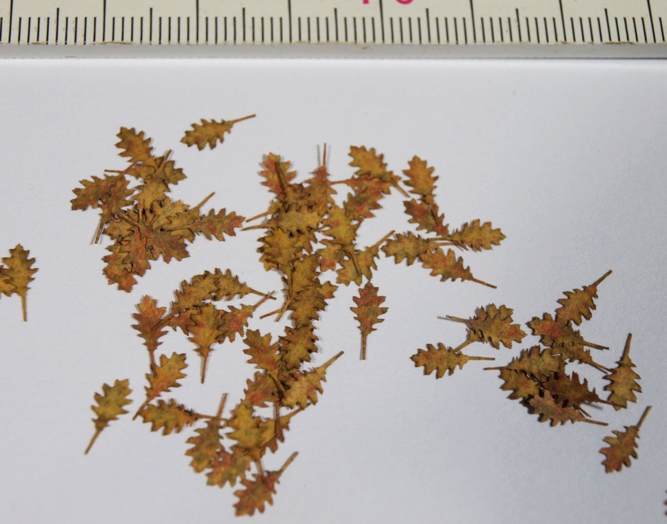 1:35 Dub červený - suché listí