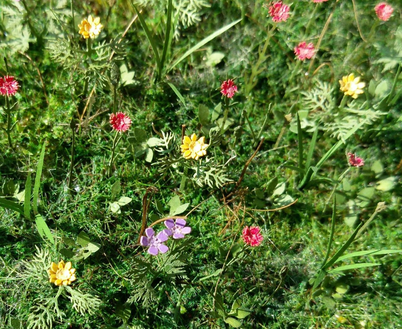 1:32/1:35 Luční květy