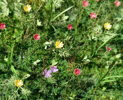 1:32/1:35 Luční květy