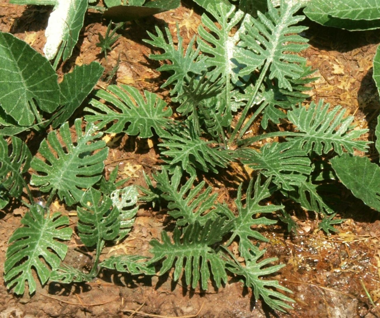 1:35 Jungle set č. 1