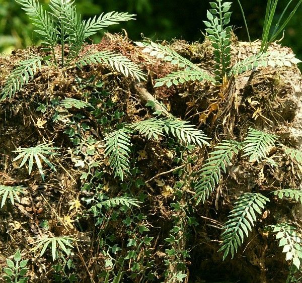 1:35 Jungle set č. 2