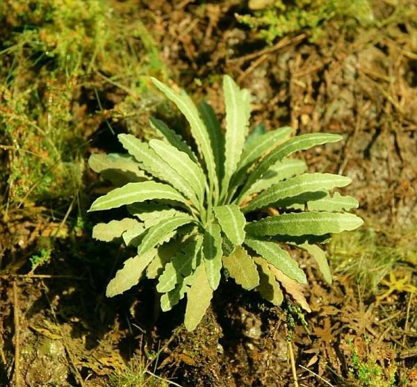 1:35/1:48 Asijská kapradina