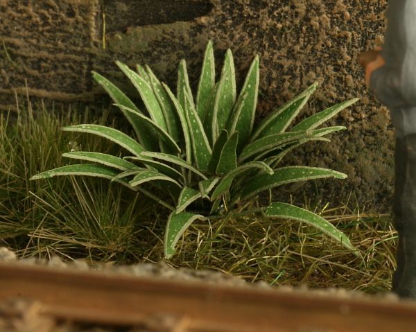 1:45/1:48 Jelení jazyk