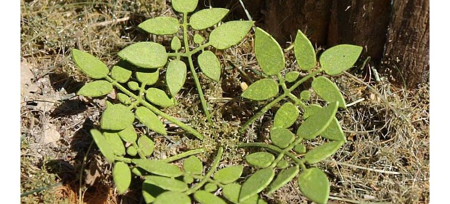 1:72/1:87 Nízký plevel