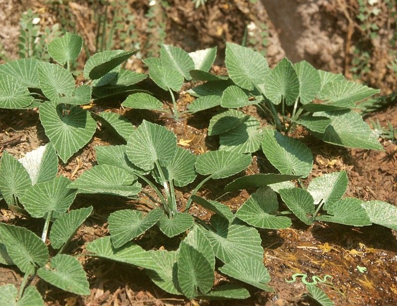 1:72 Jungle set č. 3