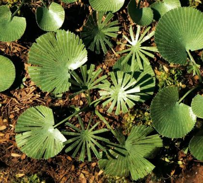 1:45/1:72 Palma paprsčitá