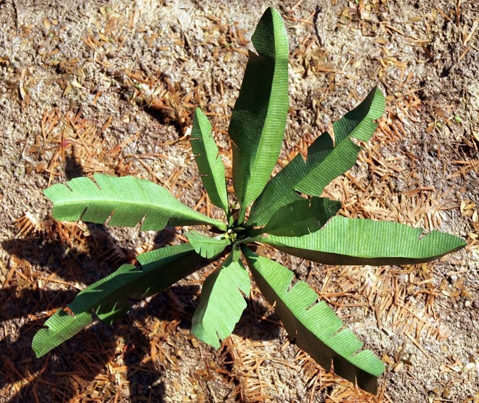 1:45/1:72 Listy banánovníku