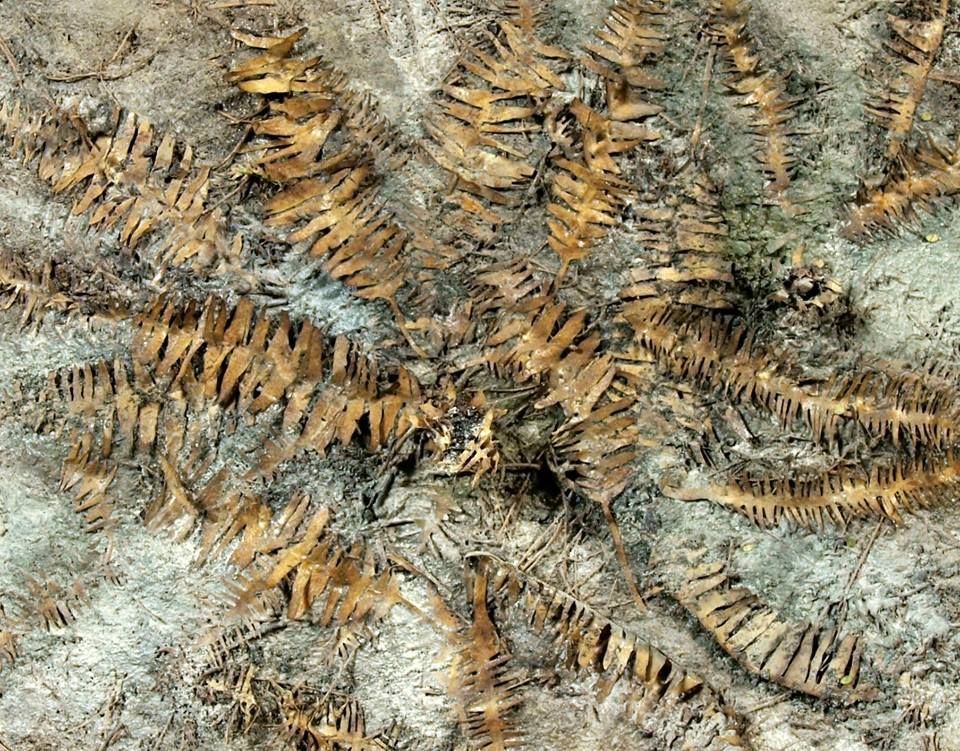 1:45/1:72 Suché banánové listy