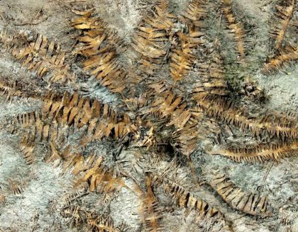 1:45/1:72 Suché banánové listy