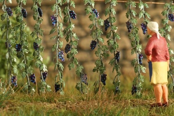 1:72/1:87 Vinná réva