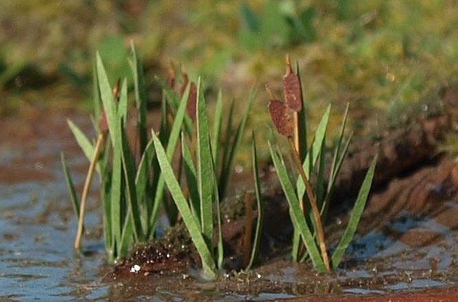 Orobinec (rákosí) N
