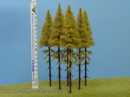 Modřín podzimní, vysoký kmen 180-220 mm