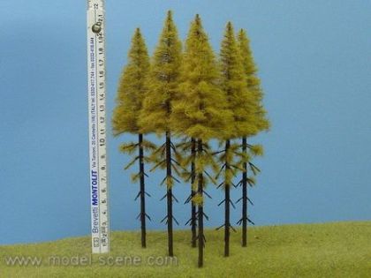 Modřín podzimní, vysoký kmen 180-220 mm