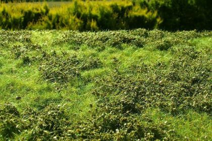 Křoviny nízké jarní