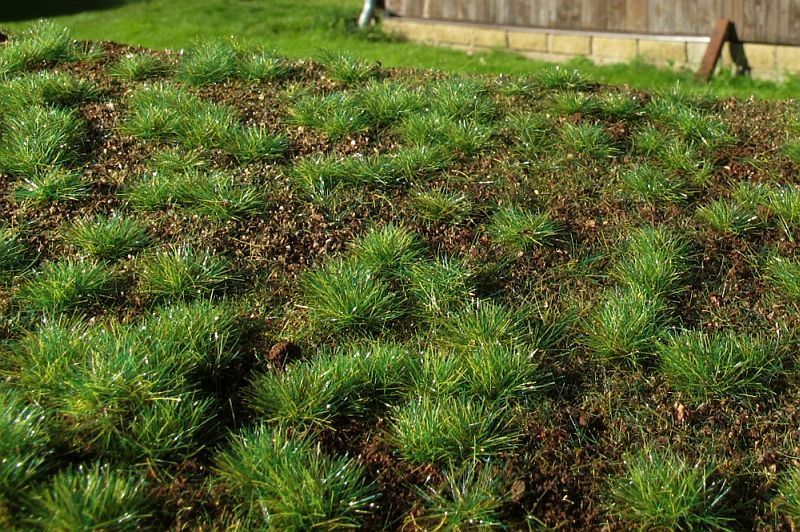 Lesní základ - hustý les