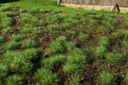 Lesní základ - hustý les