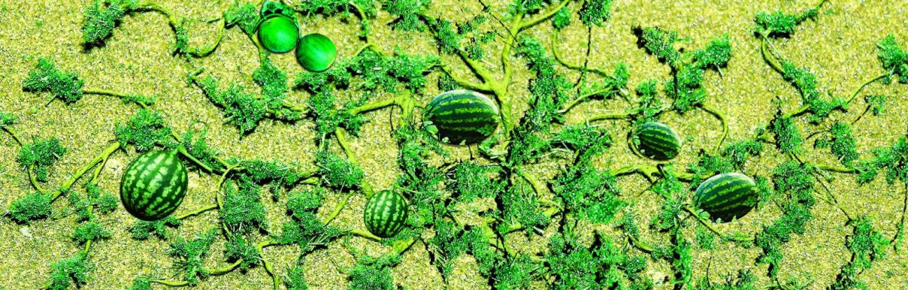 Melouny - 6 úplných rostlin včetně natě a plodů, cca 4.5 cm, 6 ks