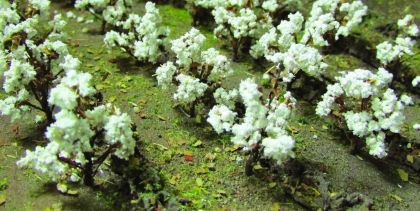 Bavlník, výška 1.3 cm, 40 ks