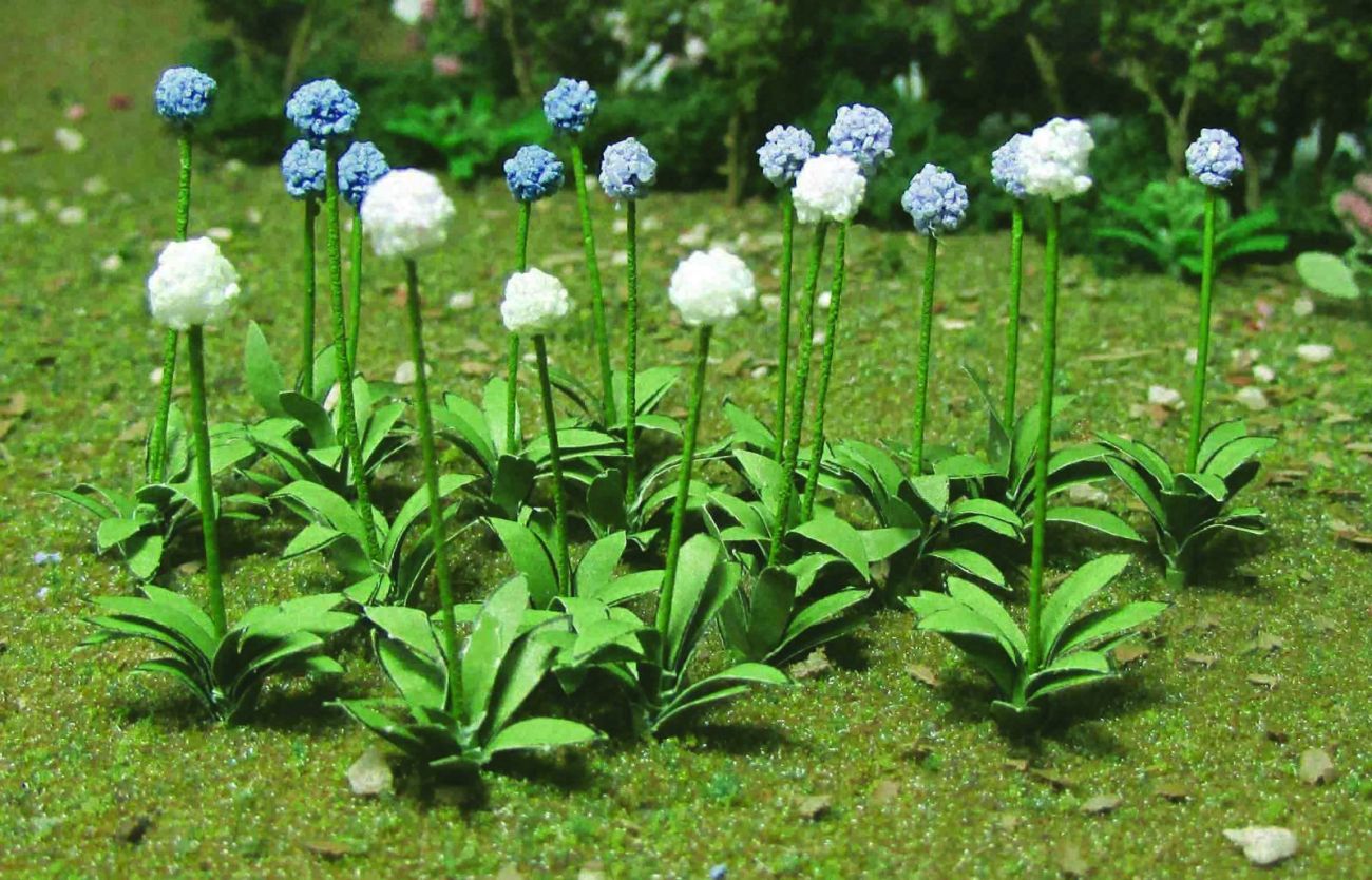 Česnek velkokvětý, výška 1.3 cm, 30 ks