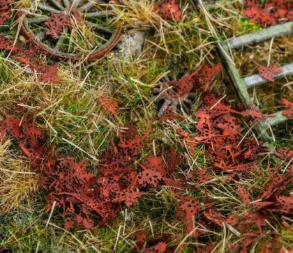 Dead leaves (maple) (1/32, 1/35)