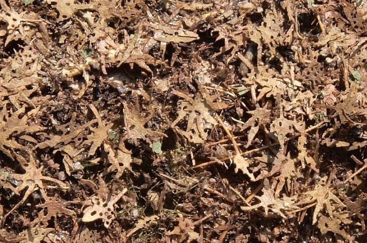 Tropical leaves (1:32/1:35)