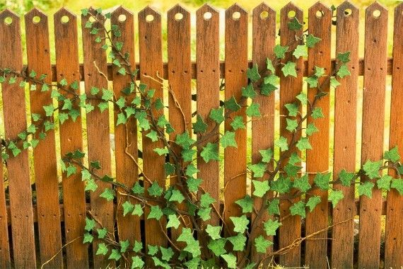 1:35-1:32 BŘEČŤAN / IVY