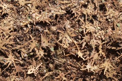 1:72 Tropical Leaves