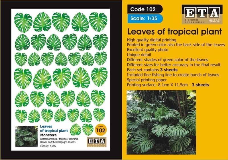 1:35 Leaves of tropical plant / Monstera /