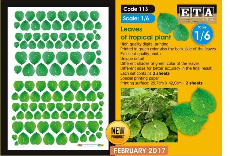 1:6 Leaves of Tropical Plant / Piper Peltatum