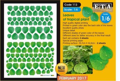 1:6 Leaves of Tropical Plant / Piper Peltatum