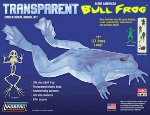 Transparent Bull Frog/Bullfrog 11